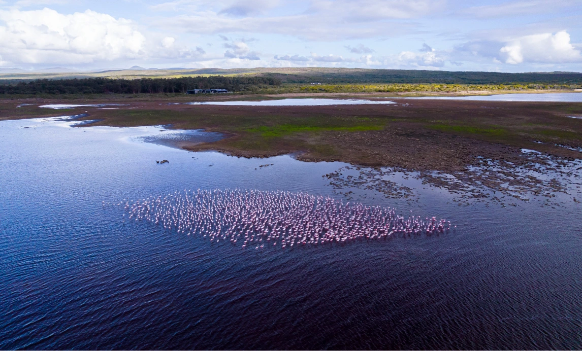 Flamboyance of flamingos, Klein River